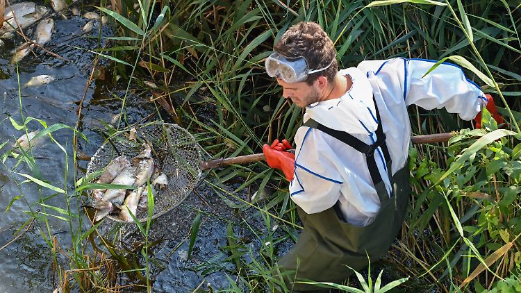 Mit einem Kescher werden die toten Fische aus dem deutsch-polnischen Grenzfluss Westoder, nahe dem Abzweig vom Hauptfluss Oder, geholt.