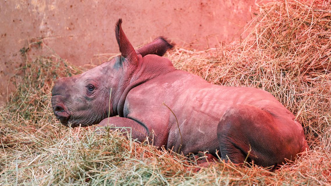 "Lisbeth" heißt das kleine Tierkind - bei der Geburt schon stolze 40 Kilogramm schwer.