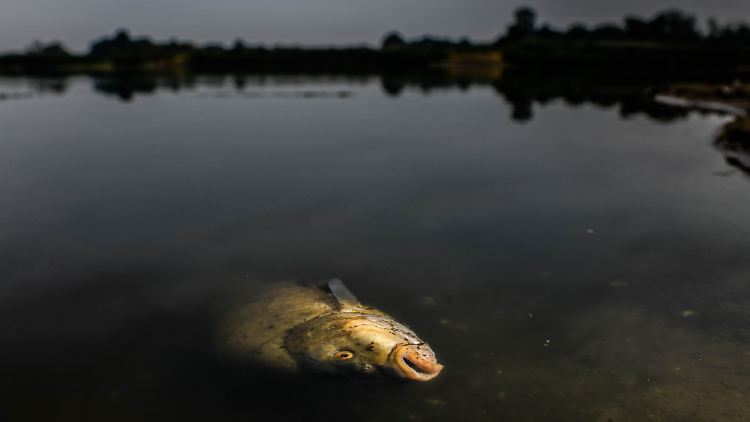 Auf polnischer und deutscher Oderseite waren im August 2022 schätzungsweise mindestens 360 Tonnen Fische verendet.