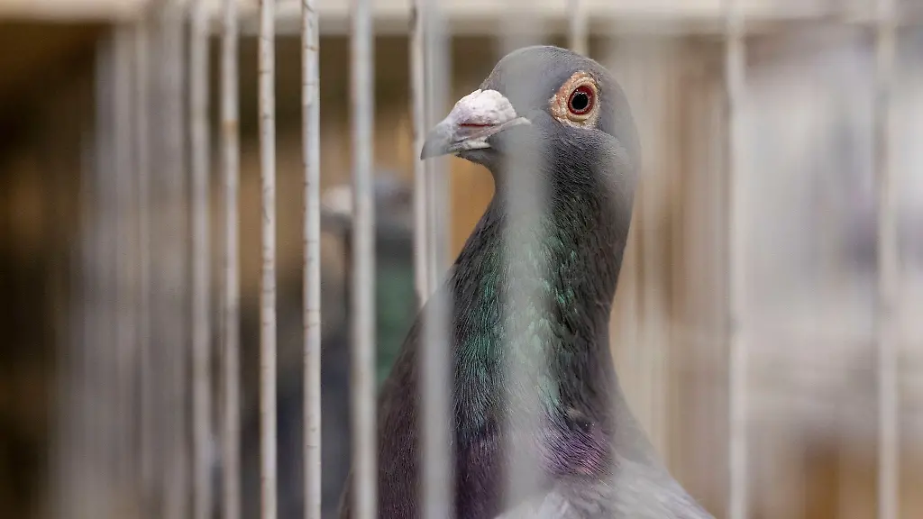 Eine-Brieftaube-sitzt-in-einem-Kaefig