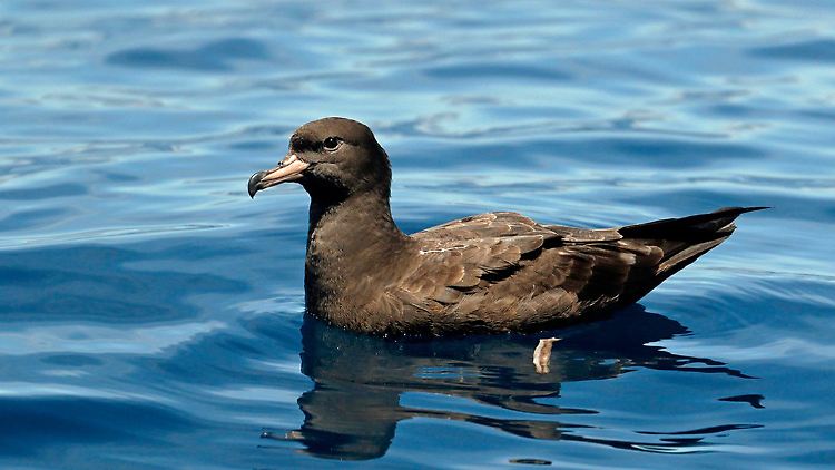 Das Forscherteam untersuchte Blassfuß-Sturmtaucher von der australischen Lord-Howe-Insel.