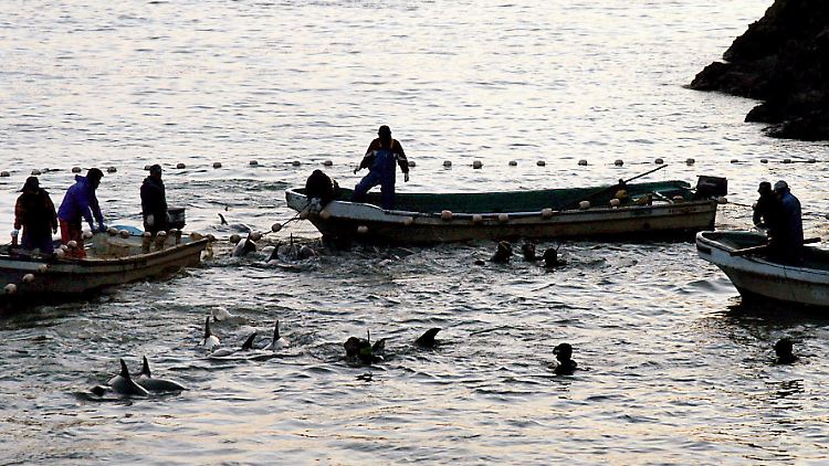 Fischer und Delfintrainer mit Delfinen, die bei einer Treibjagd in eine Lagune getrieben wurden.
