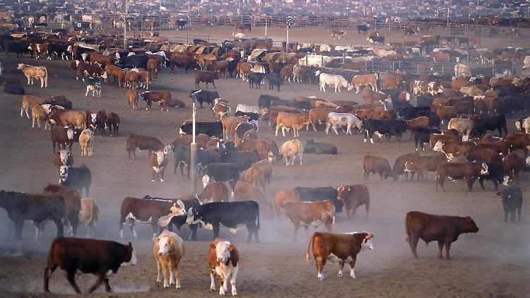 Ein geringerer Verzehr von Rindfleisch könnte dabei helfen, die Erderwärmung weniger drastisch ausfallen zu lassen.