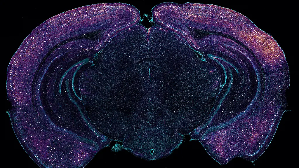 urn-binary-dpa-com-20090101-240304-99-216298-FILED