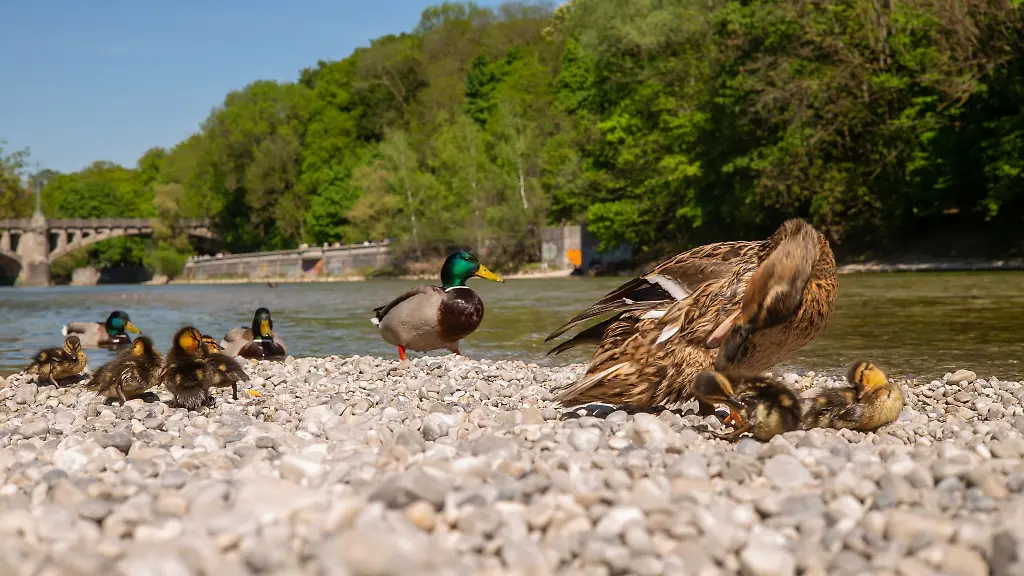 Eine-Entenfamilie-ruht-sich-auf-einer-Kiesbank-inmitten-der-Isar-aus
