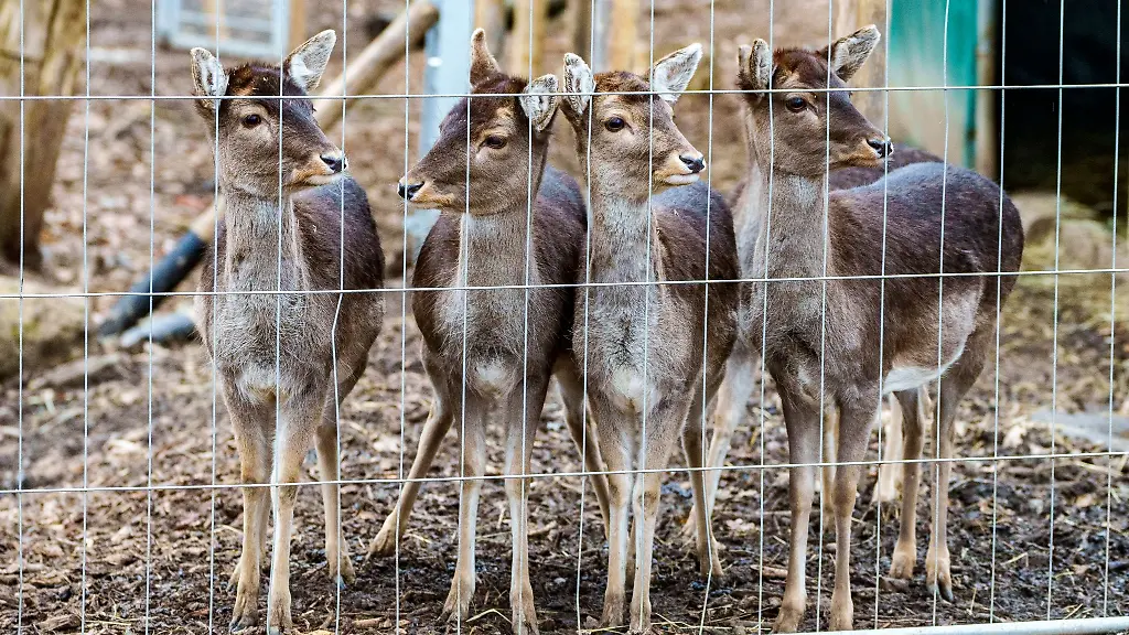 Damwild-steht-hinter-einem-Bauzaun