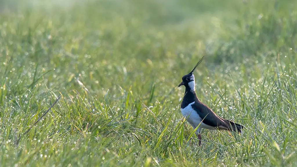 Ein-Kiebitz-laeuft-ueber-eine-Wiese