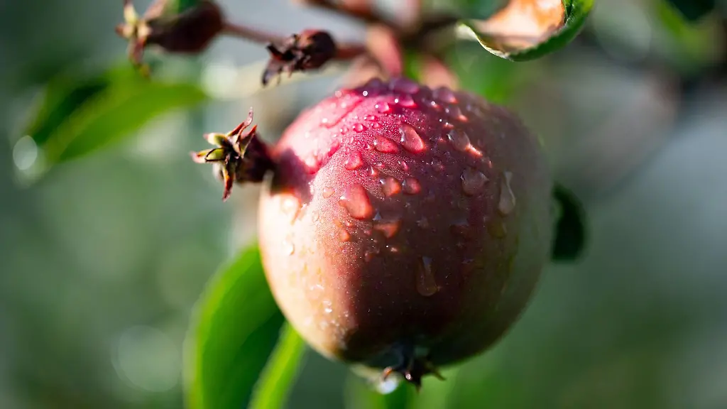 Ein-Apfel-mit-Wassertropfen-haengt-an-einem-Baum-auf-einer-Plantage-im-Alten-Land