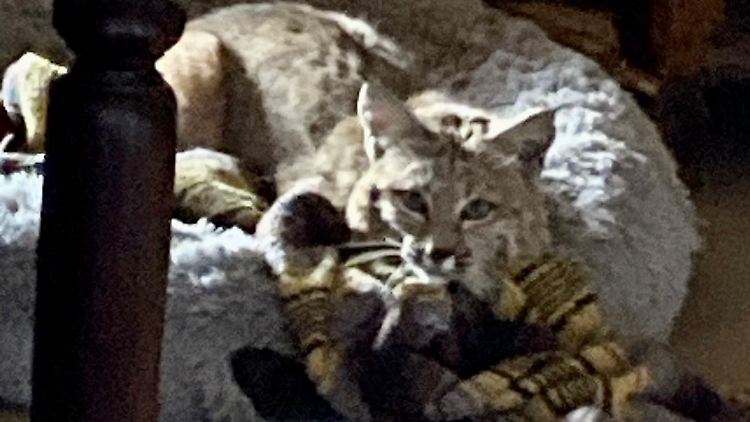 Der Rotluchs hatte für das gemütliche Plätzchen den Familienhund gewaltsam vertrieben.