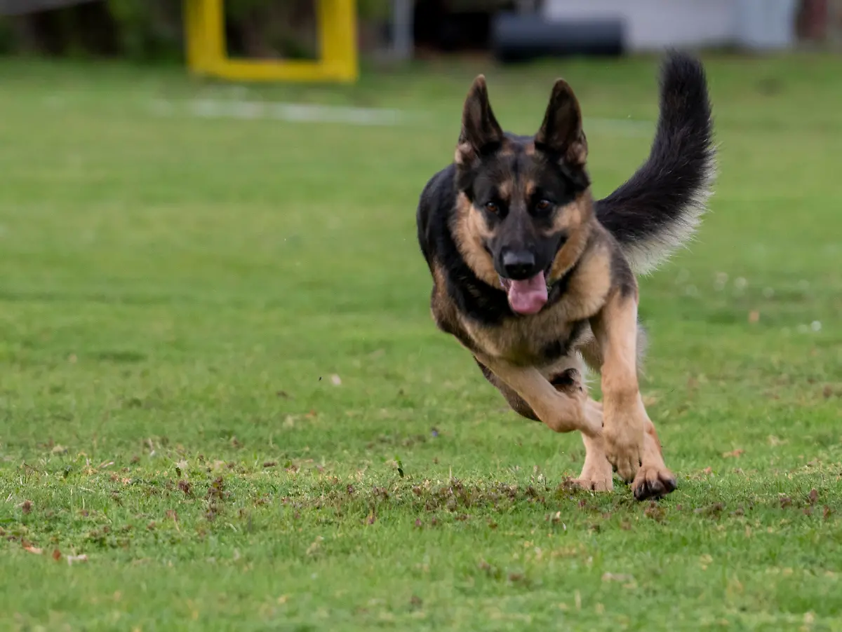 d9aff7c4257e1516cedd74407dadc1c0