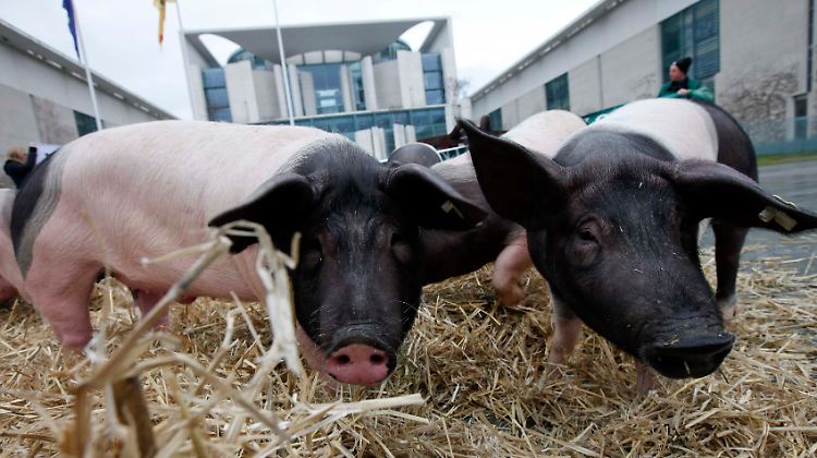 Zum Protest gegen die Futterindustrie wurden sogar Schweine vor das Kanzleramt gebracht.