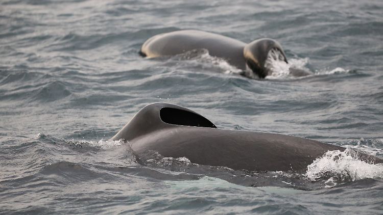 Die beiden Orcas Port (Backbord) und Starboard (Steuerbord) mit ihren markanten, umgeknickten Rückenflossen.
