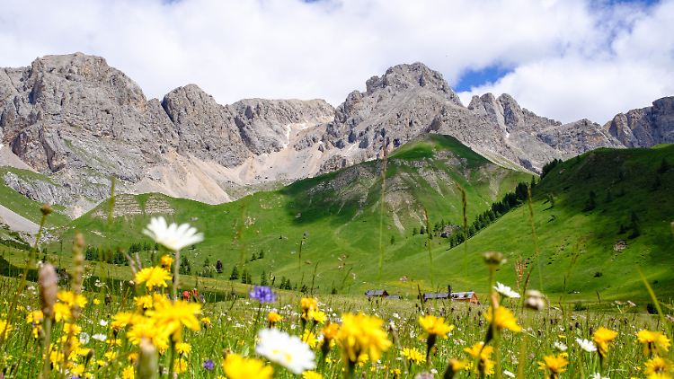 Bunte Blumenwiese mit Blick zum Rifugio Fuciade in der Nähe des Passo di San Pellegrino.