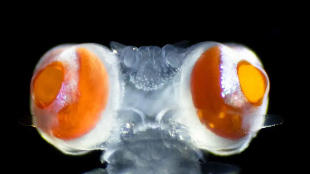 urn-binary-dpa-com-20090101-240410-911-003388-FILED