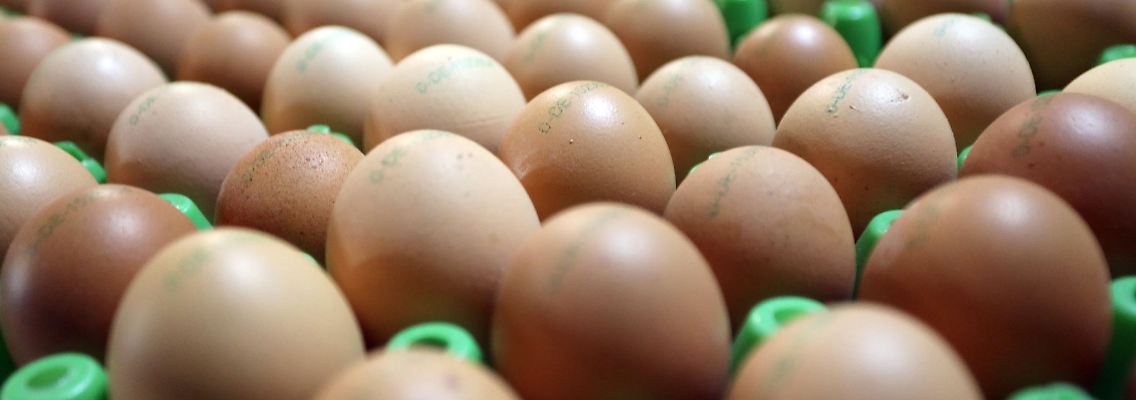 Frische Bioeier: Eier aus ökologischer Erzeugung sind in Deutschland weiter gefragt.