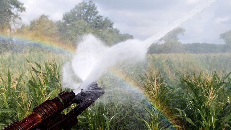 Zu jeder Zeit die Felder unbegrenzt bewässern - das werden Landwirte nach dem Willen von Umweltministerin Lemke in Zukunft nicht mehr.
