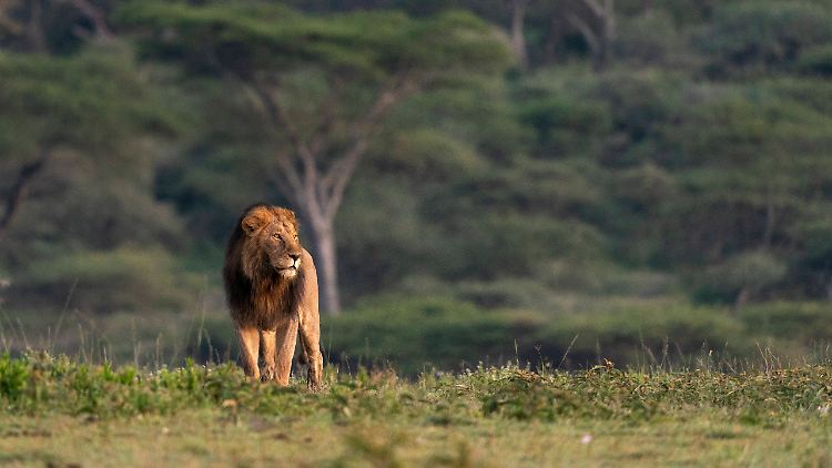 Die Serengeti im Norden Tansanias ist Heimat von etwa 3000 Löwen.