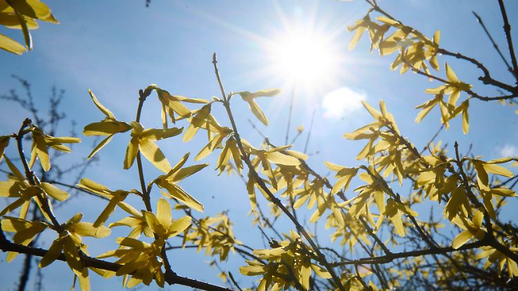 Frühlingswetter: Die Sonne scheint durch blühende Forsythienzweige. 