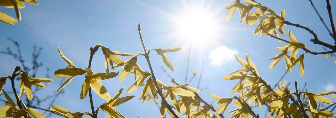 Frühlingswetter: Die Sonne scheint durch blühende Forsythienzweige.