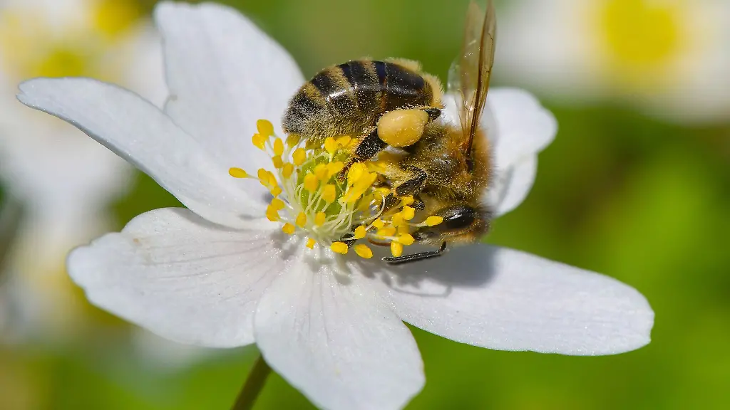 Eine-Biene-sucht-Bluetenpollen-auf-einem-Buschwindroeschen-Anemone-nemorosa-im-Schlosspark