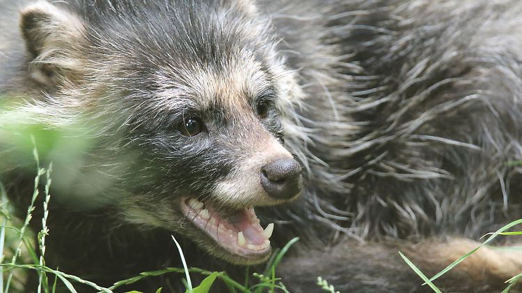 Der Marderhund ist mit dem Fuchs verwandt, ähnelt aber eher einem Waschbär. 