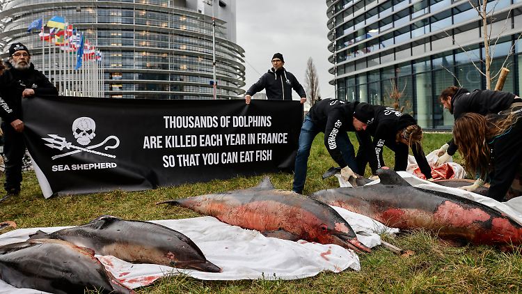 Vor wenigen Tagen protestierten Tierschützer gegen Fischereipraktiken, denen Jahr für Jahr unzählige Delfine zum Opfer fallen.
