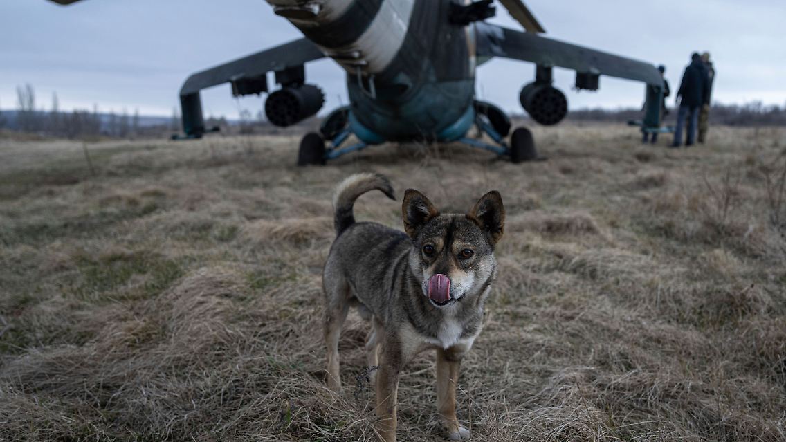 Donezk: Ein Hund steht vor einem ukrainischen Mi-24 Kampfhubschrauber. Tiere sind vor dem Krieg nicht sicher und werden von Tierschützern gerettet.