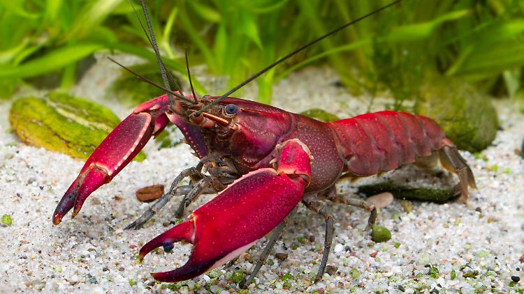 Der Krebs Cherax wagenknechtae hat eine deutlich rote Farbe. "Natürlich kann man nun sagen, dass die Farbe zu Sahra Wagenknecht passt", sagt Forscher Lukhaup. Aber das greife zu kurz.
