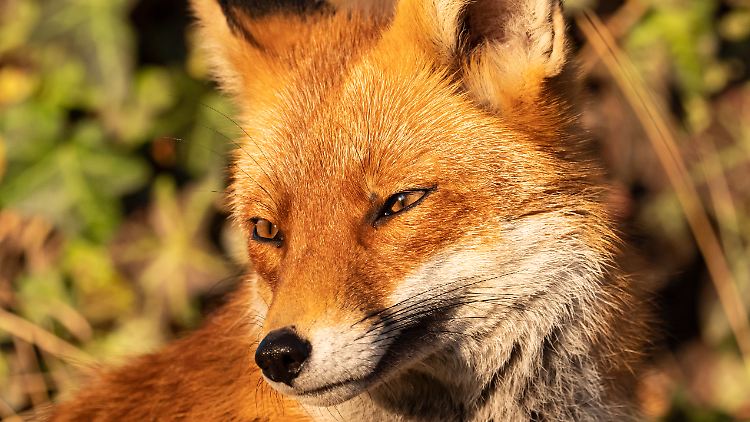 Nach Seehunden, Waschbären, Mardern und Co. wurde das Vogelgrippe-Virus H5N1 nun auch in Füchsen in Deutschland nachgewiesen. 