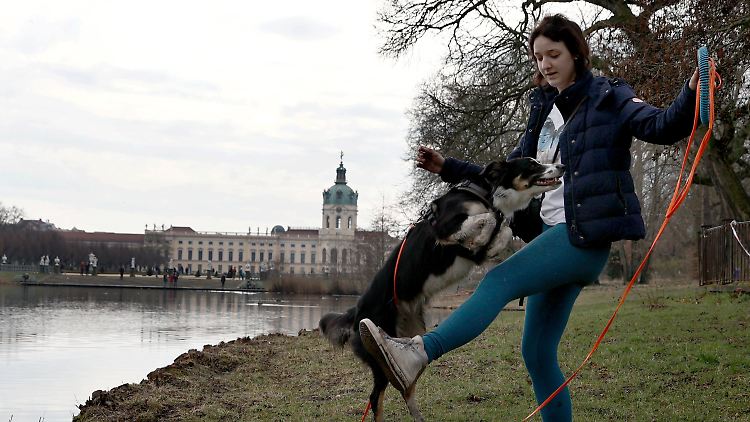 In der Pandemie erfüllten sich viele Menschen den Wunsch nach einem Hund.