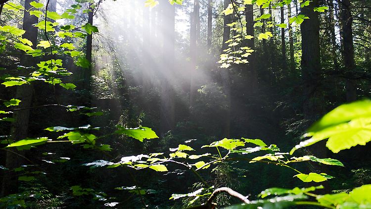 Pflanzen können das Sonnenlicht speichern - doch bisher galt der Prozess für die technische Nutzung als zu ineffizient. Forscher finden nun einen Weg, ihn zu optimieren.