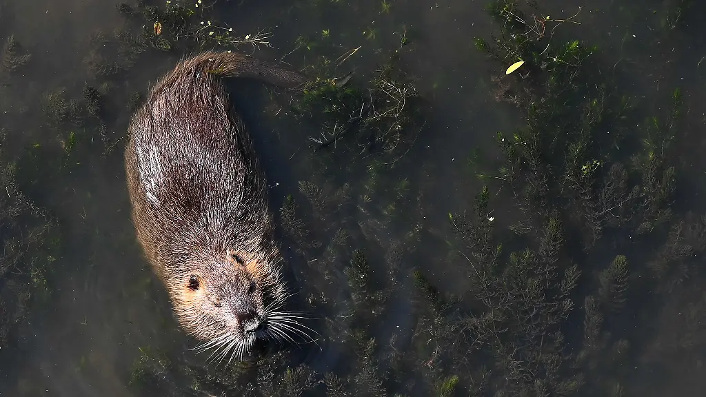 Ein-Nutria-schwimmt-in-einem-Fluss