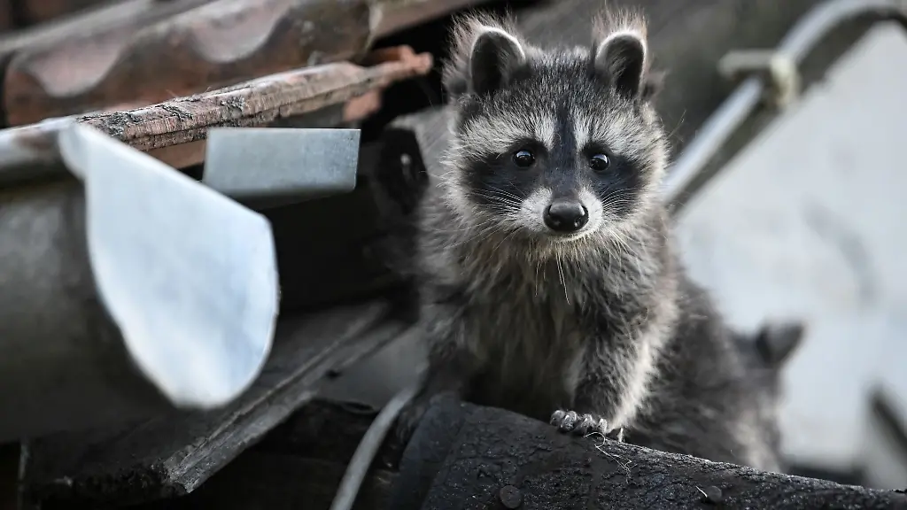 Ein-junger-Waschbaer-schaut-von-einem-Dach-herunter