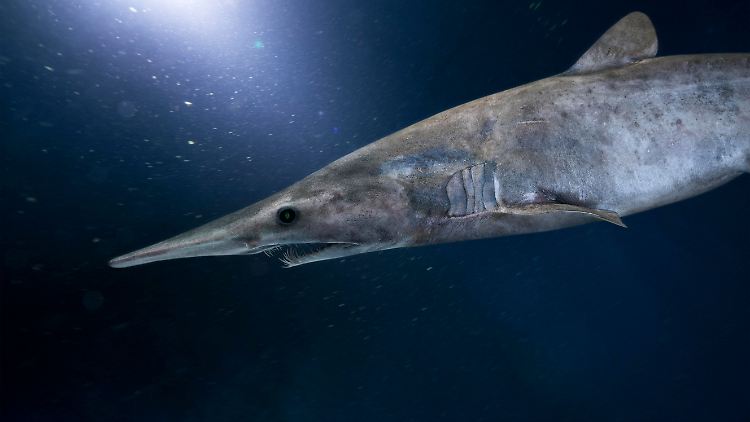 Koboldhaie leben in der Tiefsee - im Mittelmeer sind sie bisher noch nicht nachgewiesen worden.