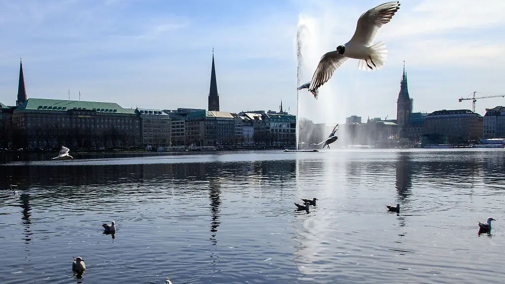 Moewen-fliegen-ueber-der-Alster-mit-der-Alsterfontaene