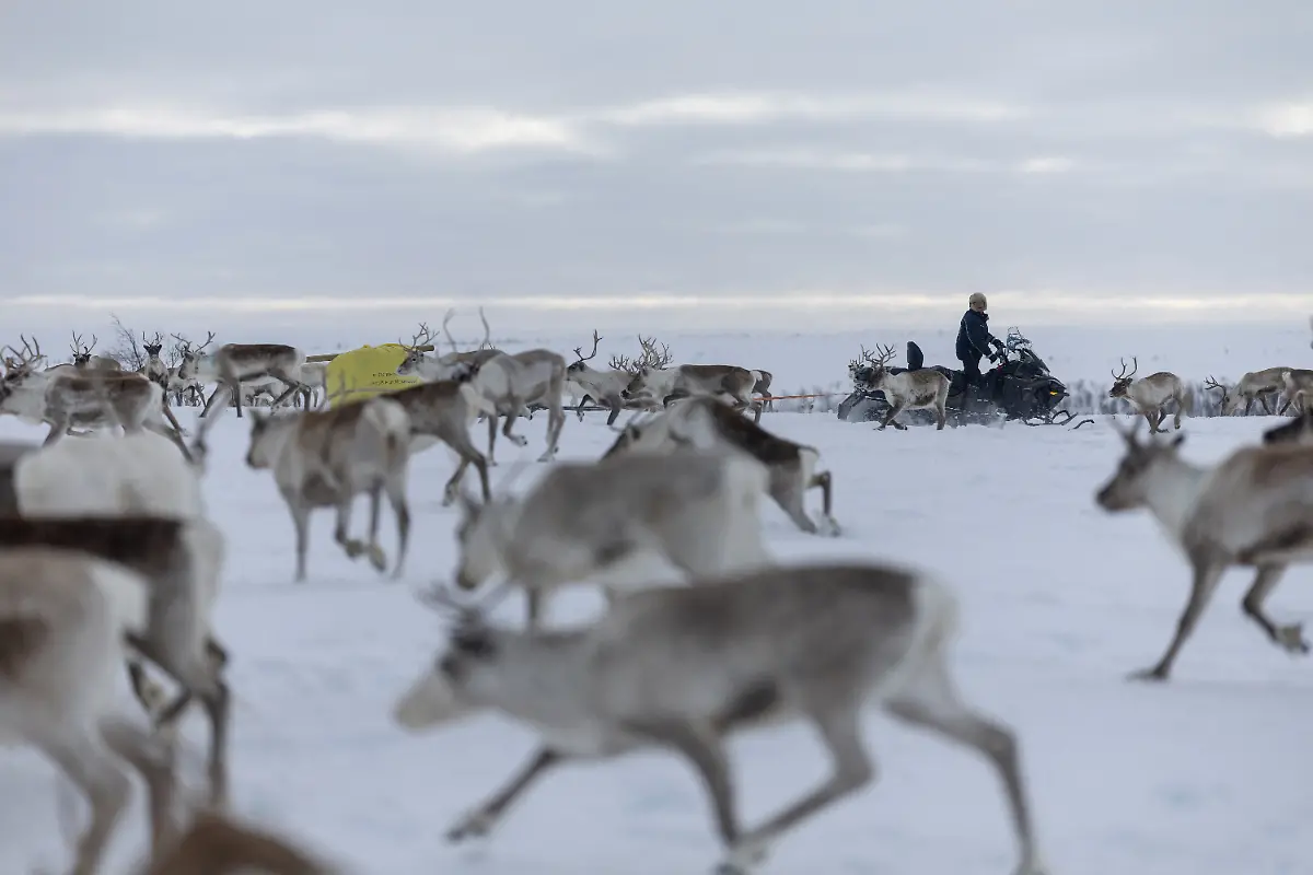 2024-04-03T080101Z-1193809406-RC2ZK6ARH9ZI-RTRMADP-3-ARCTIC-REINDEER-NORWAY-POWER