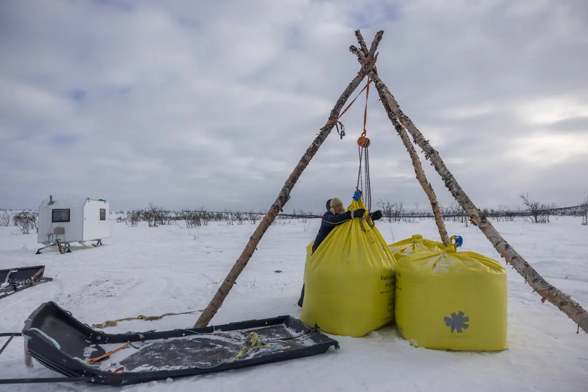 2024-04-03T080023Z-595725051-RC2XK6ARUJYN-RTRMADP-3-ARCTIC-REINDEER-NORWAY-POWER