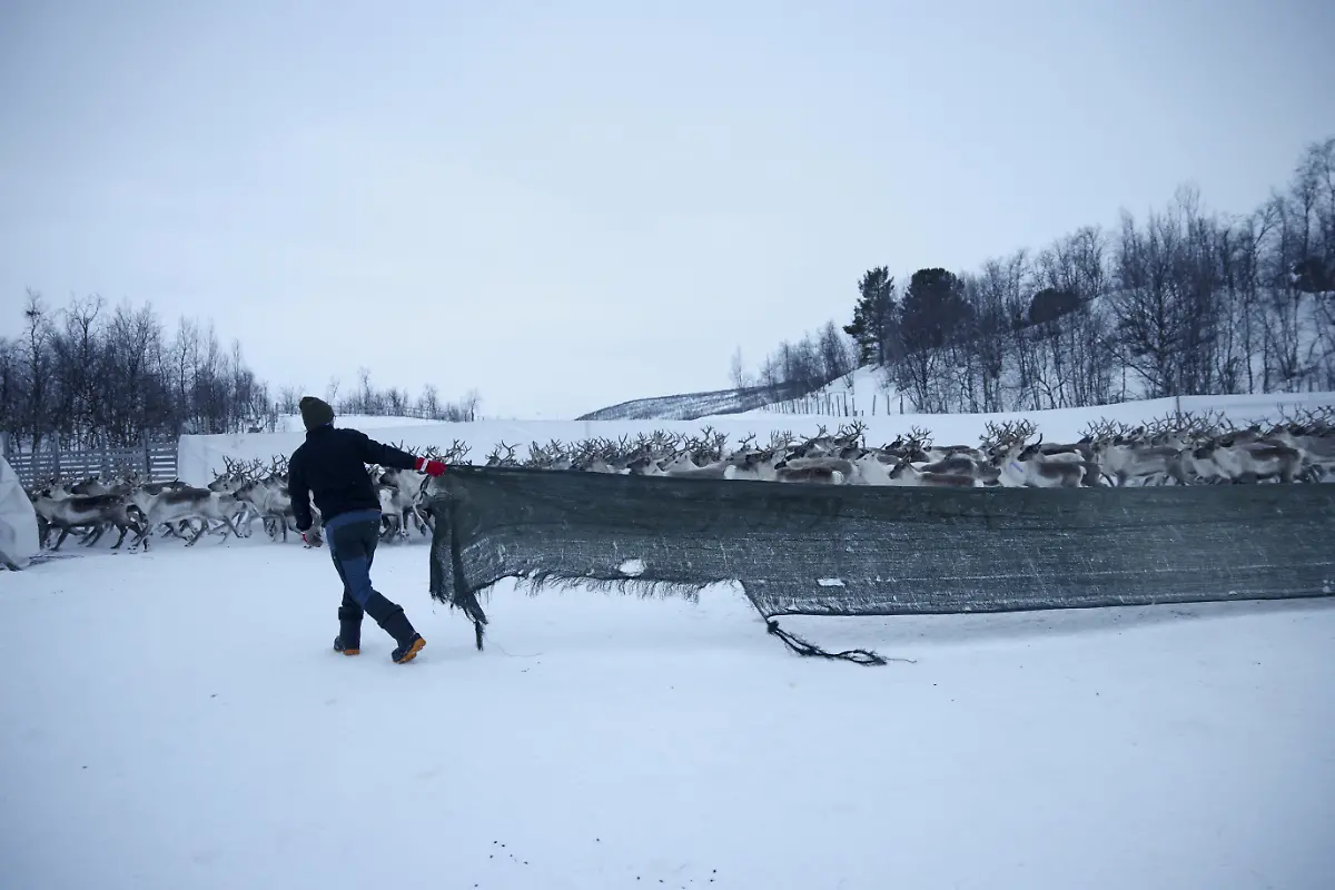 2024-04-03T080026Z-1851339833-RC2FK6AHUVIE-RTRMADP-3-ARCTIC-REINDEER-NORWAY-POWER