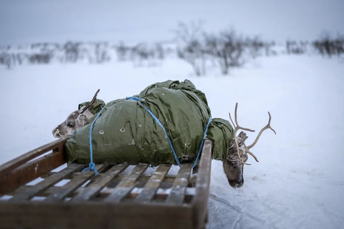 2024-04-03T080044Z-1075010241-RC22L6A9ANKY-RTRMADP-3-ARCTIC-REINDEER-NORWAY-POWER