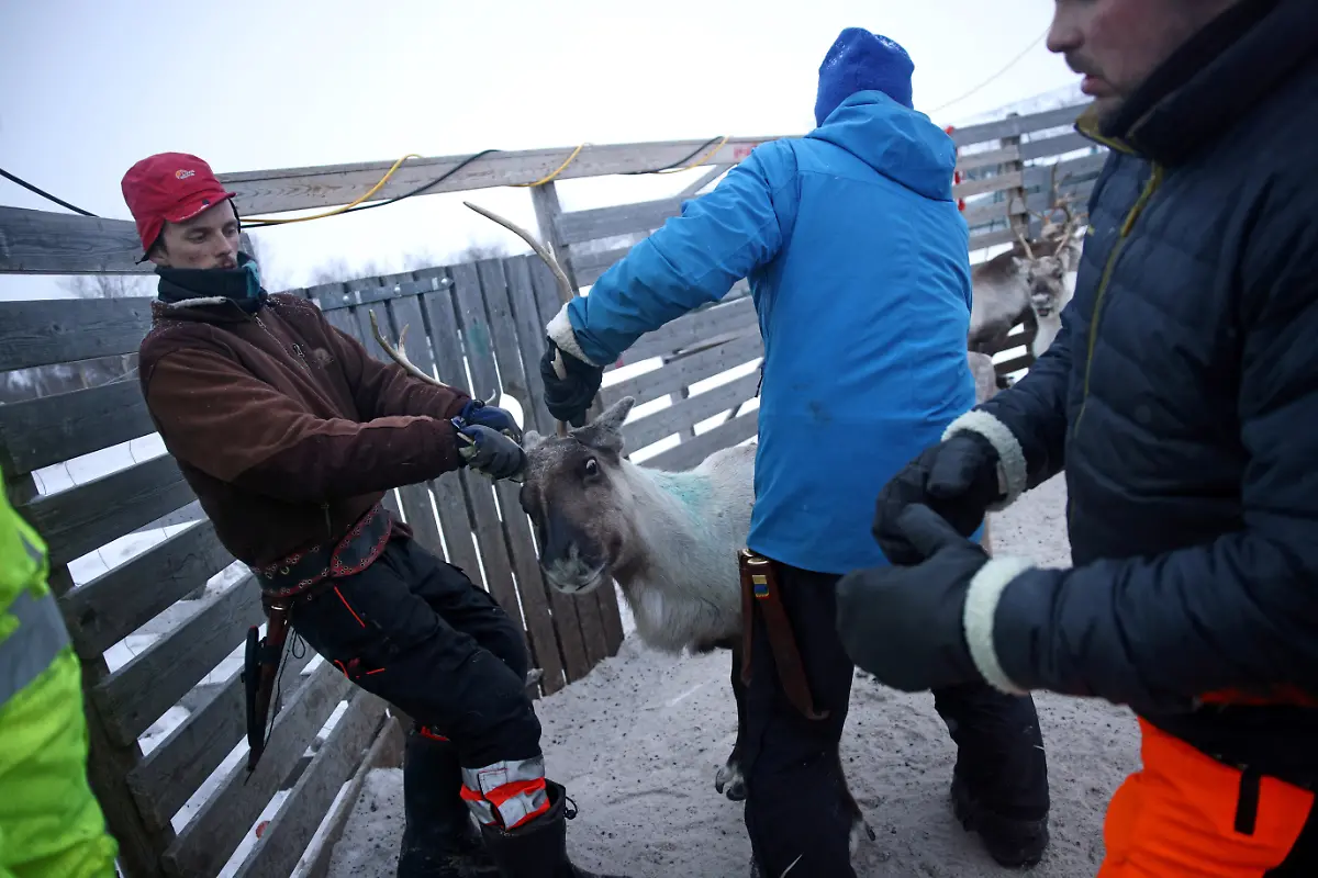 2024-04-03T080051Z-2131996784-RC2FK6AYYDEM-RTRMADP-3-ARCTIC-REINDEER-NORWAY-POWER