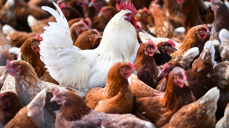 Derzeit sorgen Varianten des Influenza-Virus H5N1 auf mehreren Kontinenten für ein beispielloses Vogelsterben in der Natur und auf Geflügelfarmen, sagt der britische Forscher Mike McGrew.