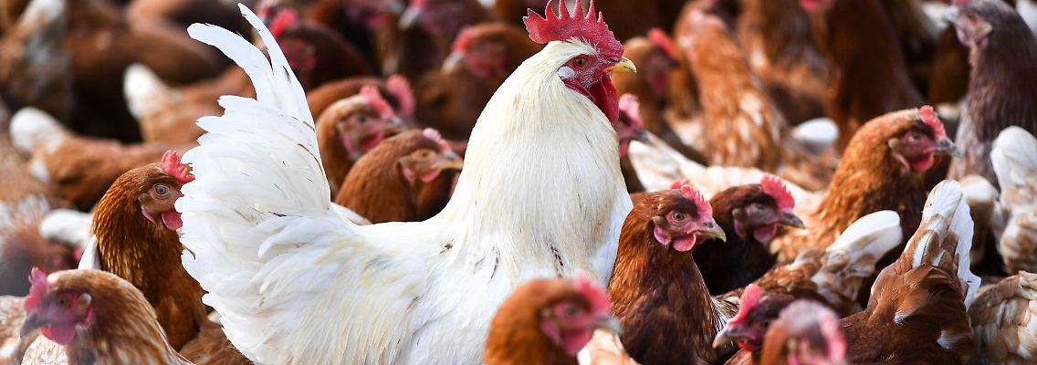 Ein mögliches Überspringen des Vogelgrippe-Virus auf den Menschen bereitet Experten Sorgen.