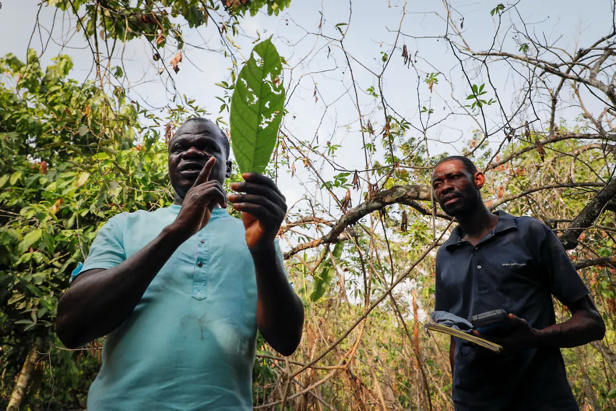 Field-workers-from-the-Cocoa-Health-and-Extension-Division