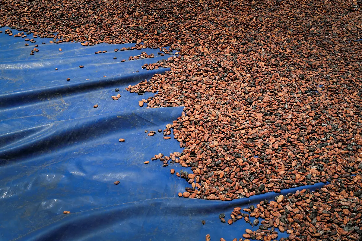 2024-03-28T130254Z-650859467-RC2NB6A1SGTY-RTRMADP-3-WESTAFRICA-COCOA