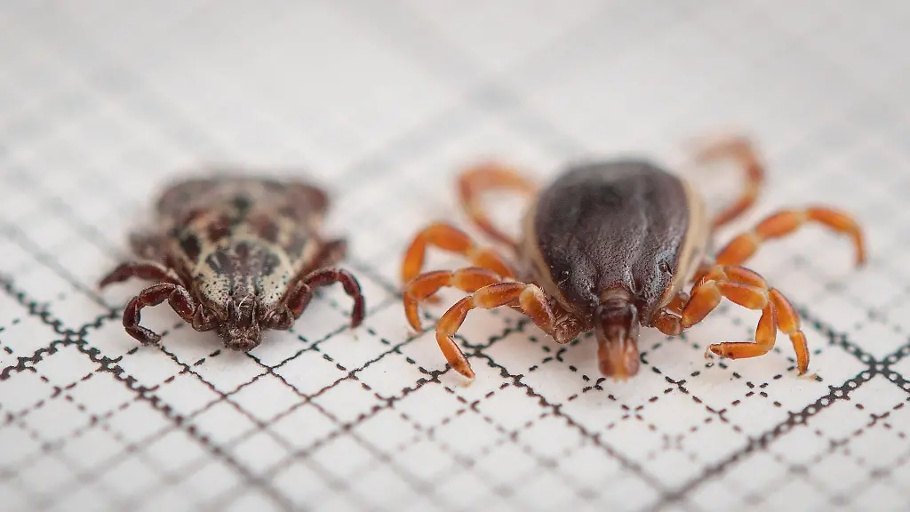 Eine-Hyalomma-rufipes-r-Maennchen-Zecke-liegt-neben-einer-Auwaldzecke-der-Gattung-Buntzecken-Dermacentor-reticulatus-Maennchen-auf-einem-Millimeterpapier