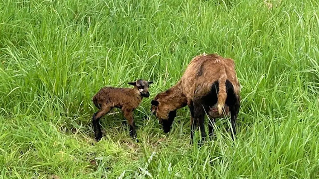 Zwei-Schafe-ein-Neugeborenes-und-seine-Mutter-stehen-auf-einer-Wiese-bei-Germersheim