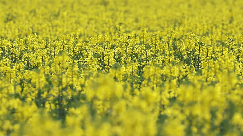Der-Raps-beginnt-auf-einem-Feld-zu-bluehen
