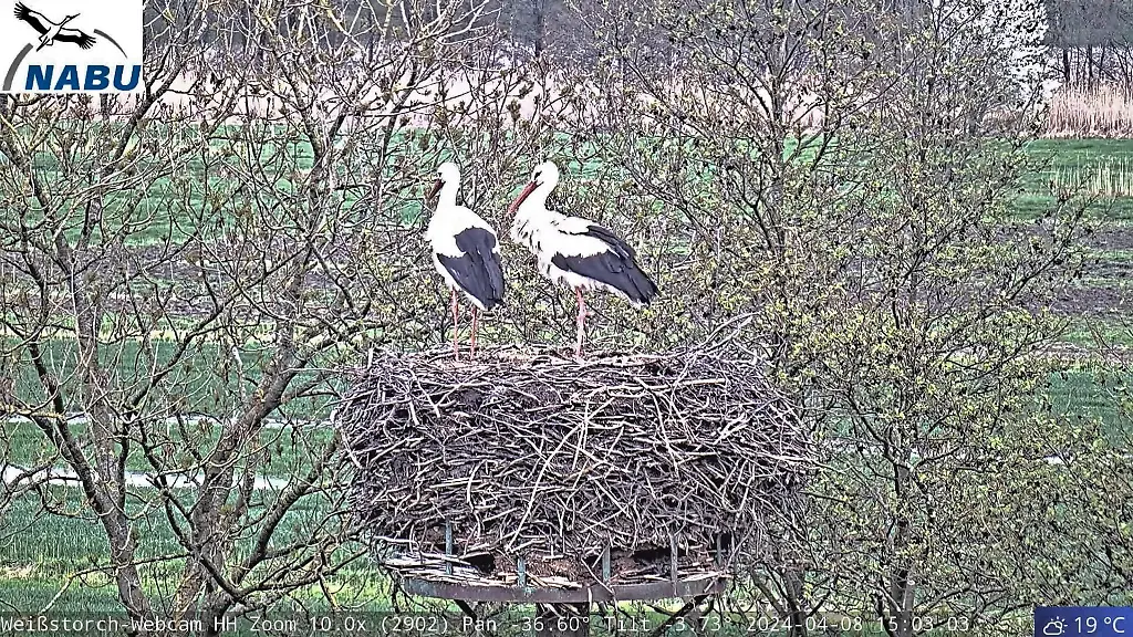 Der-Hamburger-Webcam-Storch-Fiete-steht-mit-seiner-neuer-Partnerin-in-einem-Horst-im-Stadtteil-Curslack-Beste-verfuegbare-Qualitaet