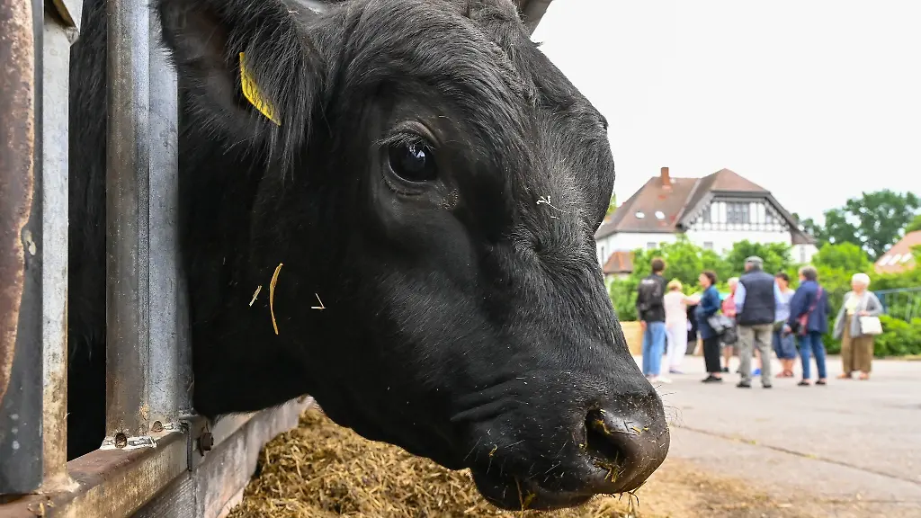 Ein-Jungbulle-steht-im-Stall