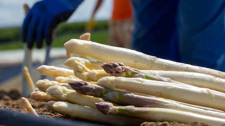 Insgesamt wird in Schleswig-Holstein auf rund 400 Hektar Spargel angebaut.